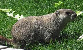 Woodchuck Photo